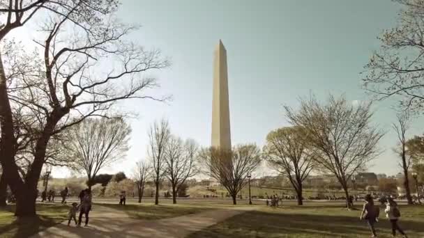 Monumento a Washington flor de cerezo — Vídeo de stock