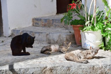 İspanya 'daki Peniscola Castle caddesinde kedi istirahatinin tadını çıkarın..