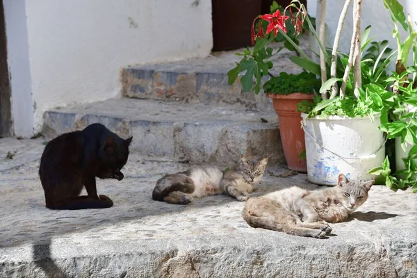 Katt Vila Njuta Solsken Peniscola Castle Street Spanien — Stockfoto