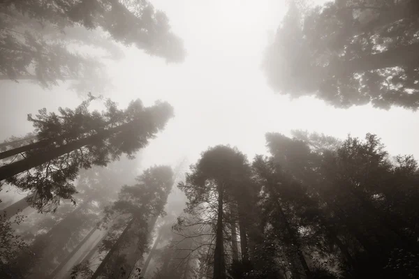 Árvore gigante no nevoeiro — Fotografia de Stock