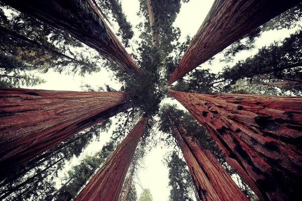 Giant tree — Stock Photo, Image