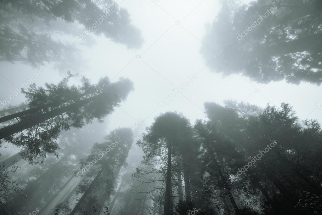 Giant tree in fog