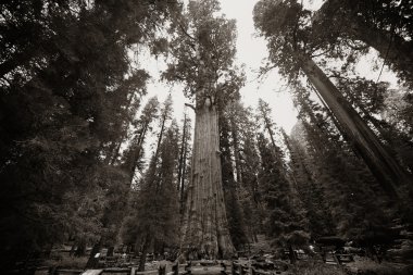 General Sherman ağacı