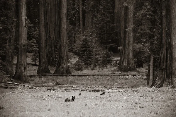 Orso nel Parco Nazionale della Sequoia — Foto Stock