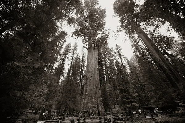 General Sherman Tree — Stock Photo, Image