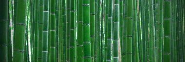 bambu korusu