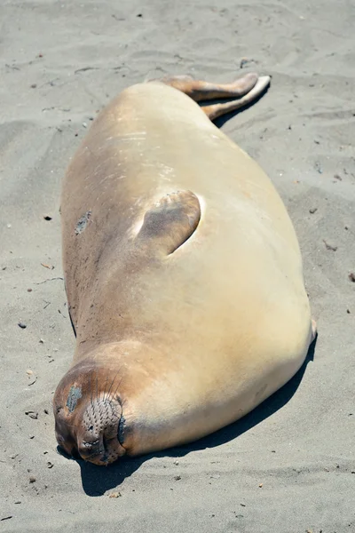 Zegel in big sur — Stockfoto