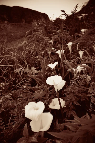 Lily Valley Big Sur — Stock fotografie