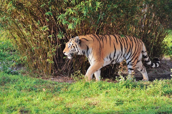 Tigre sobre hierba —  Fotos de Stock