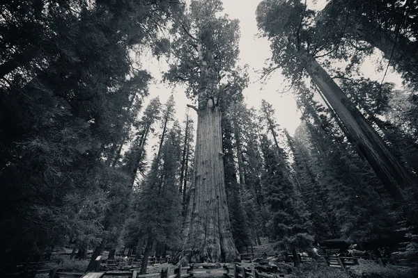 Général Sherman tree — Photo