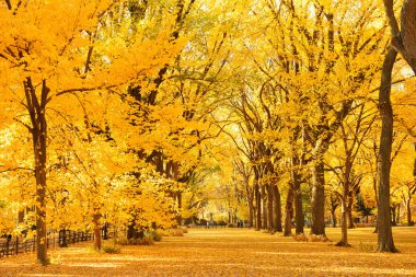 Central Park'a sonbahar