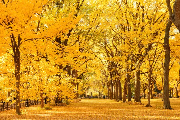 Центральний парк осінь — стокове фото