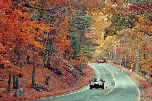 Autumn foliage in forest — Stock Photo, Image