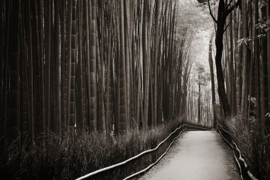 Bamboo Grove in Arashiyama clipart