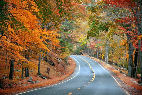 Herfst kleurrijke gebladerte — Stockfoto