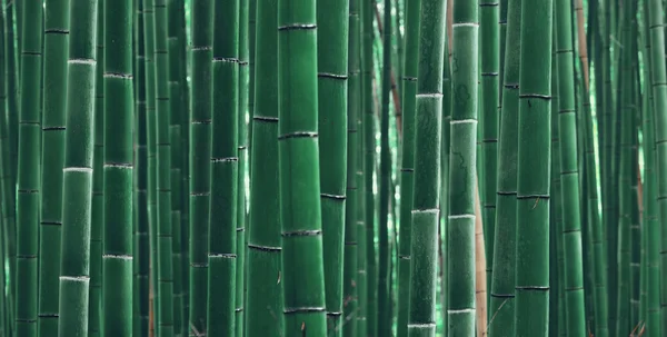 Bamboo Grove weergave — Stockfoto