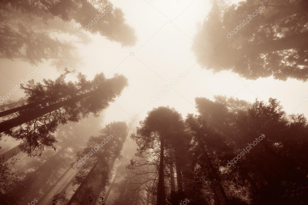 Giant treesin fog