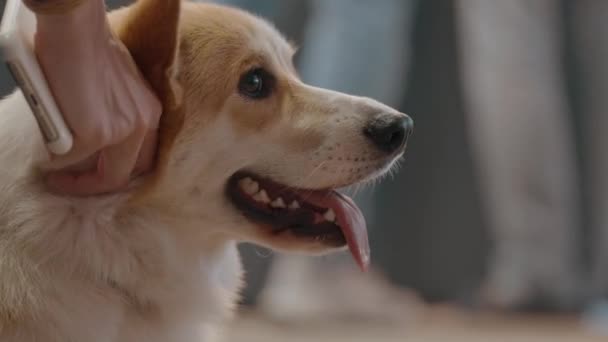 Amuzant Corgi Petting Câine — Videoclip de stoc