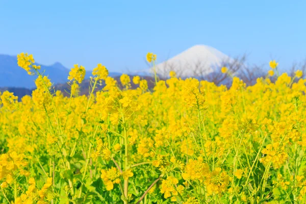 Colza y Monte Fuji — Foto de Stock