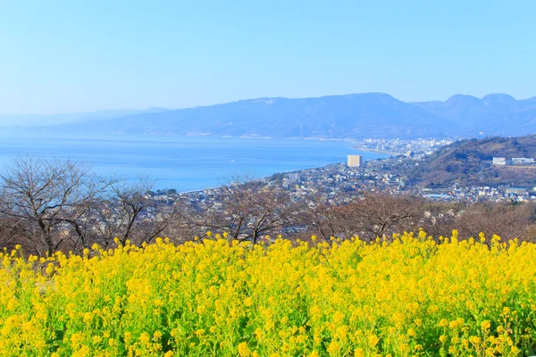 Kolza tohumu ve deniz — Stok fotoğraf