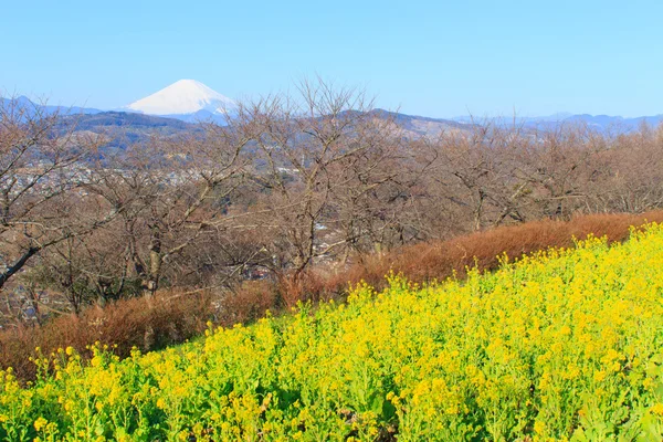 Ελαιοκράμβη και Mt.Fuji — Φωτογραφία Αρχείου
