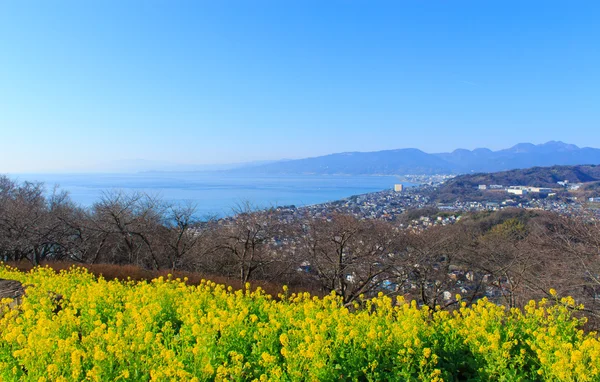 菜の花と海 — ストック写真