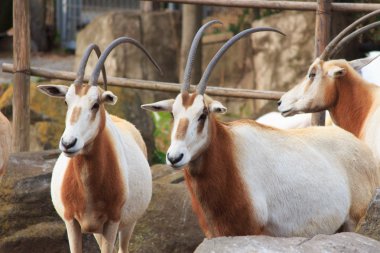 Arap Oryx Tama zooloji Parkı, Tokyo