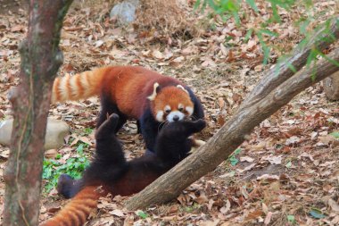 Red Panda Tama zooloji Parkı