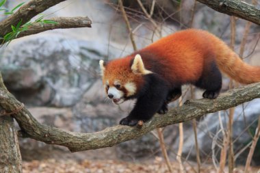 Red Panda Tama zooloji Parkı