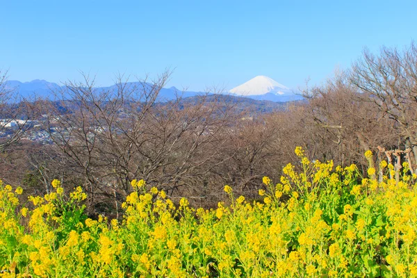 Repce és Mt.Fuji — Stock Fotó