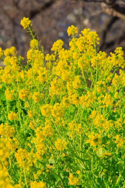 Field of Rapeseed — Stock Photo, Image