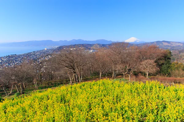 Repce és Mt.Fuji — Stock Fotó