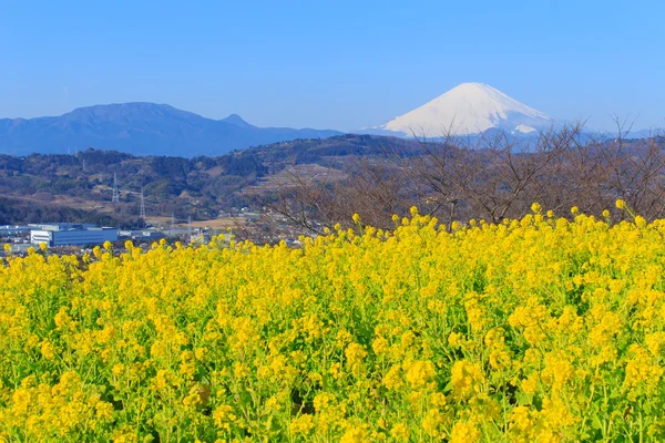 Ελαιοκράμβη και Mt.Fuji — Φωτογραφία Αρχείου