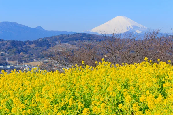 Ελαιοκράμβη και Mt.Fuji — Φωτογραφία Αρχείου