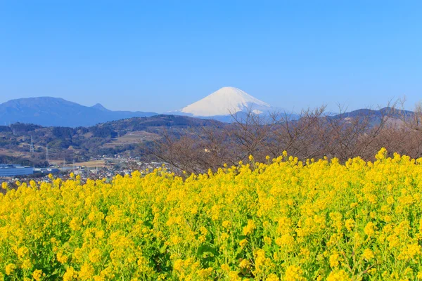 Ελαιοκράμβη και Mt.Fuji — Φωτογραφία Αρχείου