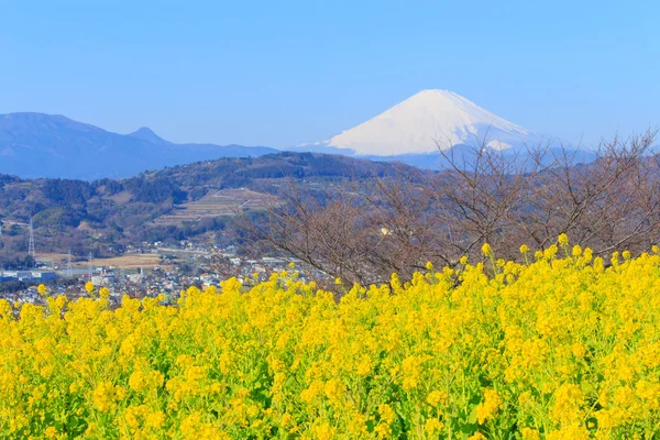 Ελαιοκράμβη και Mt.Fuji — Φωτογραφία Αρχείου