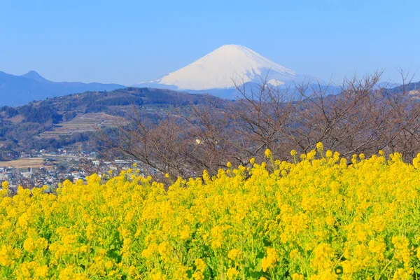 Ελαιοκράμβη και Mt.Fuji — Φωτογραφία Αρχείου