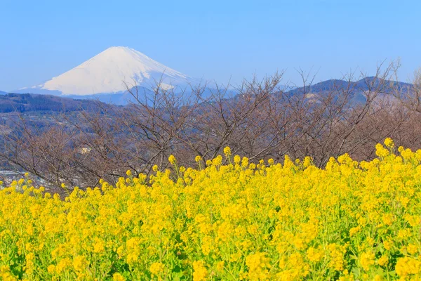 Ελαιοκράμβη και Mt.Fuji — Φωτογραφία Αρχείου