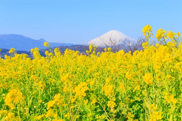 Colza y Monte Fuji — Foto de Stock