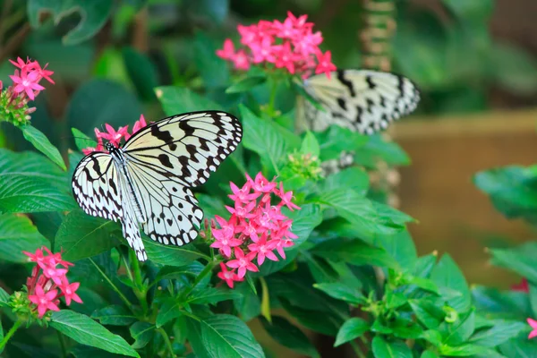 Butterfly on leaves — Stock Photo, Image