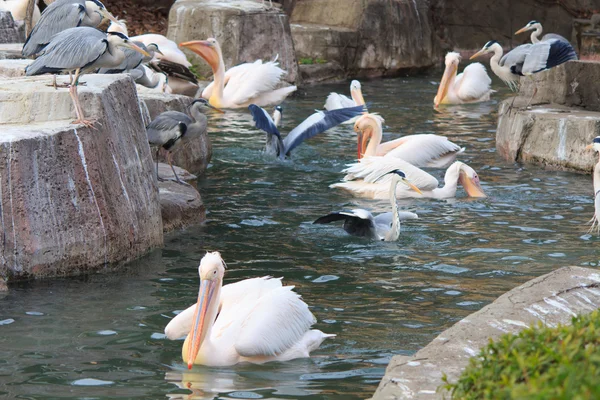 Pelican dans le parc zoologique de Tama, Japon — Photo