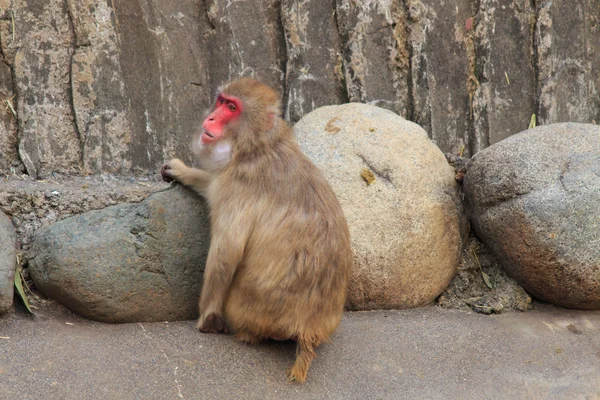 Macaco no parque zoológico de Tama, Japão — Fotografia de Stock