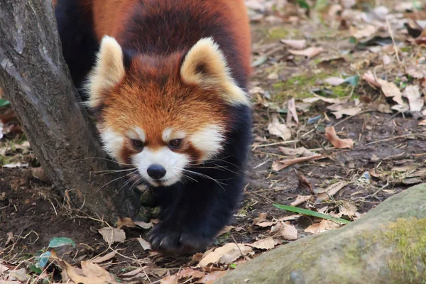 Panda rouge dans le parc zoologique de Tama — Photo