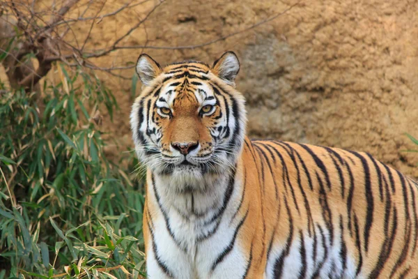 Tiger im tama zoologischen Park — Stockfoto