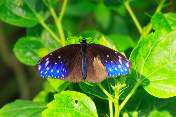 Butterfly on leaves Stock Photo