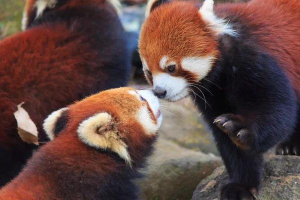 Panda Rojo en el parque zoológico de Tama Fotos de stock libres de derechos