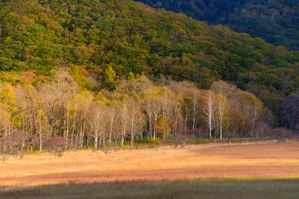 Odashirogahara al amanecer en Nikko, Japón — Foto de Stock