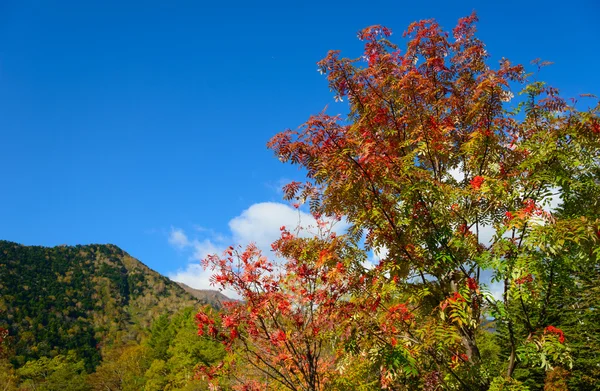 秋天的树叶中，日航日航汤本温泉附近 — 图库照片
