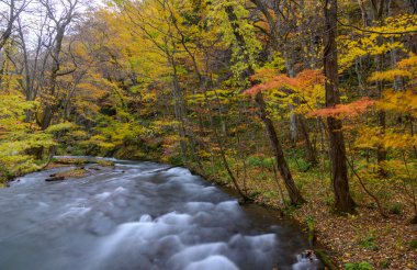 Güz, Oirase gorge: Aomori, Japan