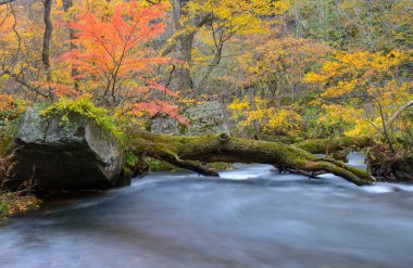 Güz, Oirase gorge: Aomori, Japan